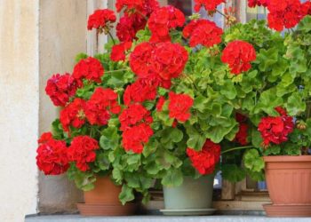 ¿Qué plantas aman el calor y toleran que se les olvide regarlas?