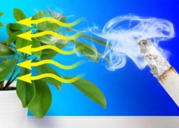 ¿Qué plantas son perjudiciales para el medio ambiente?