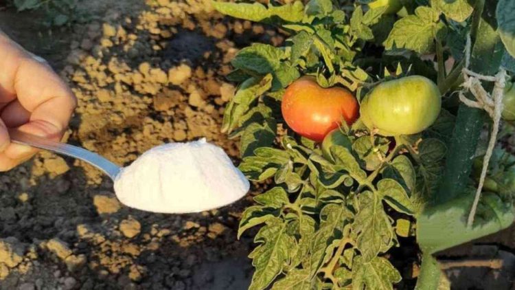 ¿Qué verduras deberían regarse con frecuencia en verano?