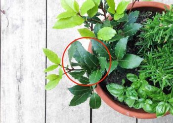 Cómo tener un retoño de laurel frondoso y duradero en su balcón
