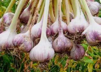 ¿Cómo se cultiva el ajo?