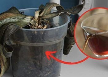 ¿Cómo revivir una orquídea que está muriendo por deshidratación o por exceso de riego?