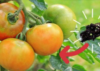 ¿Cómo se prepara un fertilizante natural para plántulas de tomate?