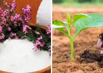 ¿Cómo consigue que sus plantas florezcan con agua de avena y que todas las plagas se mantengan alejadas?