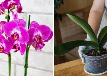 ¿Cómo mantener siempre bonitas mis orquídeas?