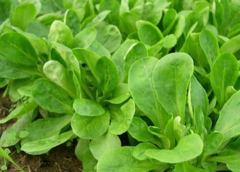 ¿Cómo se pueden cosechar ensaladas durante todo el año?