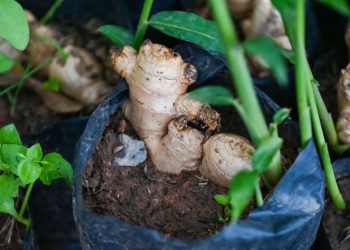 ¿Cómo cultivar su propio jengibre?