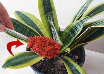 ¿Cómo deshacerse definitivamente de las plagas y los hongos en las plantas?