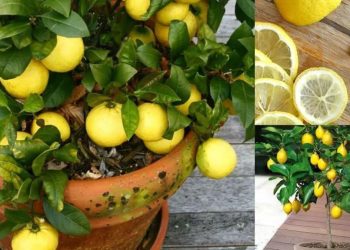 ¿Cómo se puede tener en casa un suministro ilimitado de limones?