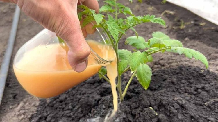 ¿Cómo puede cultivar tomates en su jardín de forma muy sencilla?