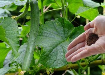 Cómo conseguir pepinos y tomates con este ingrediente que tiene en la cocina