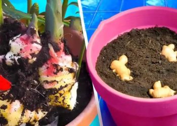 Cómo cultivar jengibre en casa