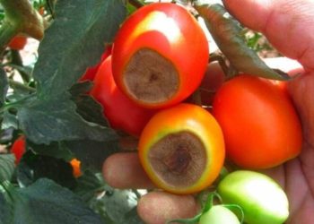 Cómo combatir de forma natural el trasero negro de los tomates