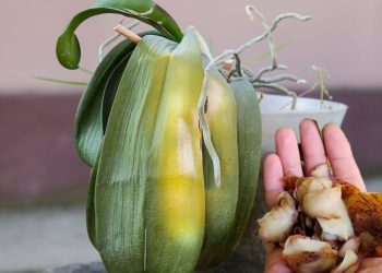 Cómo cuidar las hojas amarillas de las orquídeas: el método natural