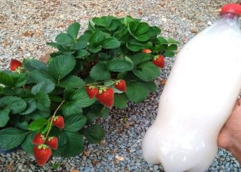 ¿Cómo se utiliza la leche como abono orgánico natural en el jardín?