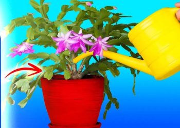 ¿Con qué frecuencia debe regar sus plantas de interior?