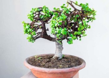 ¿Cómo plantar y cuidar el árbol de jade? Instrucciones paso a paso