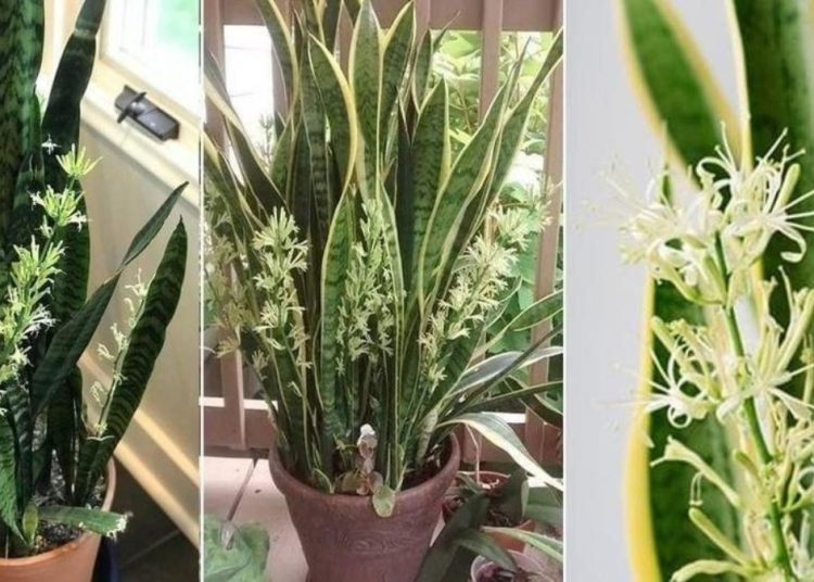 ¿Cómo se cuida la Sansevieria? Mantenimiento y riego