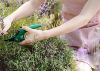 ¿Cómo se poda la lavanda?