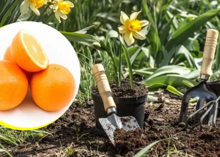 ¿Cómo se prepara un potente protector a base de naranja para nutrir sus plantas y repeler plagas?