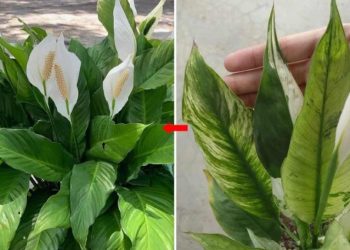 ¿Cómo estimular el crecimiento del Spathiphyllum: cómo lograr que crezca sano y lleno de flores?