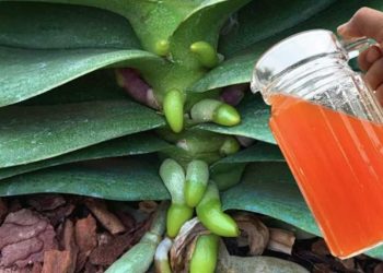 ¿Cómo evitar el amarilleo de las hojas de las orquídeas? Un método sencillo y natural.