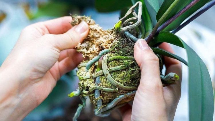 ¿Cómo se propagan las orquídeas a partir de los tallos florales?