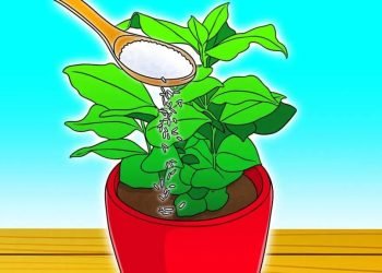 ¿Cómo se usa el arroz como fertilizante para las plantas?