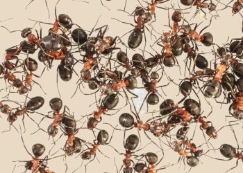 ¿Cómo deshacerse de las hormigas en casa sin matarlas?