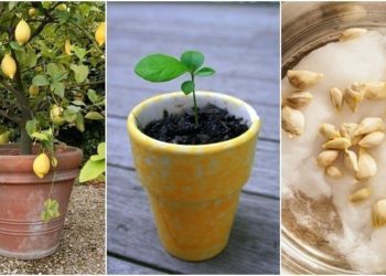 ¿Cómo se cultiva un limonero a partir de semillas?