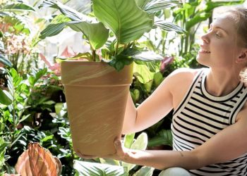 Trasplantar plantas de interior: 7 consejos y recomendaciones