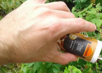 Canela: ¿Por qué deberíamos espolvorearla sobre nuestras plantas?