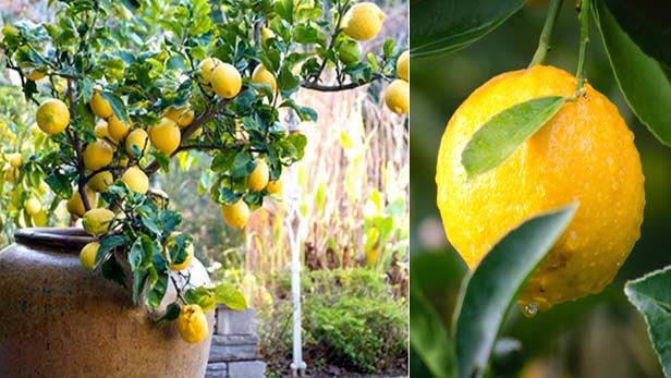 Limones: abónelos así; hasta el otoño tendrá un árbol frutal exuberante y frondoso | Mejor que los del vivero