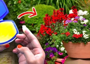 8 usos de la vaselina en el jardín