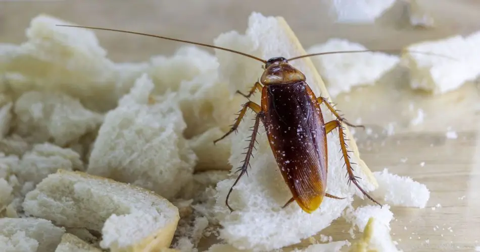 Adiós, cucarachas en casa: el truco natural que les impide entrar y las elimina para siempre.