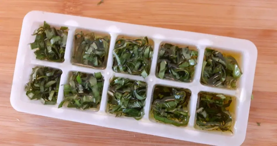 Albahaca: este es el truco para mantener las hojas frescas hasta 6 meses | No más desperdicio