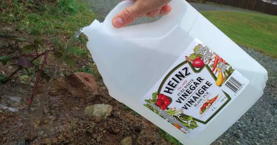 Use vinagre en el jardín y vea qué pasa: nunca había obtenido resultados así.