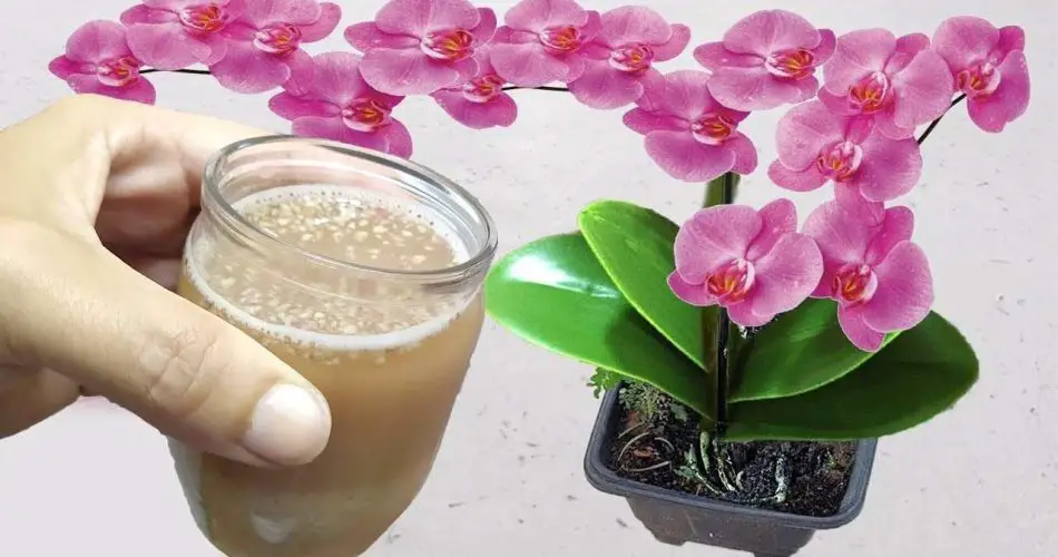 La floración y el crecimiento de las plantas están garantizados con un vaso de este líquido natural.
