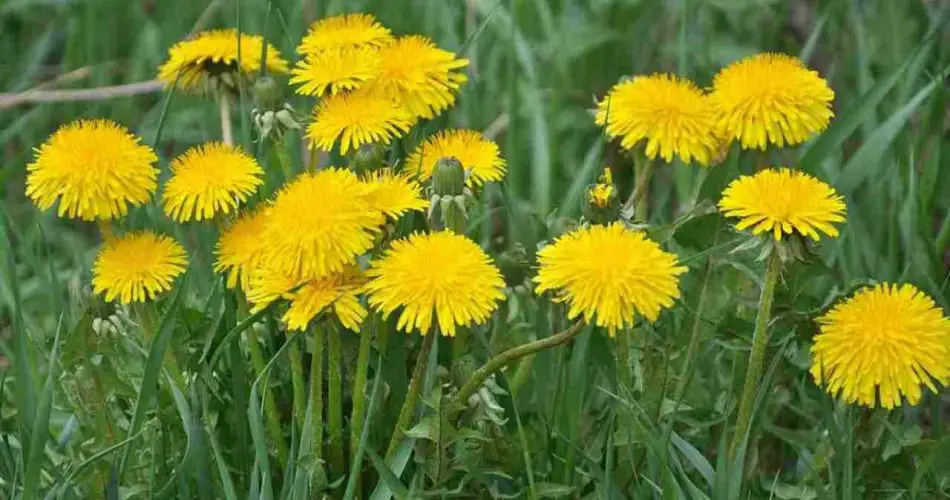 Esta flor inunda todos los campos, pero muchos la ignoran: tiene un valor muy preciado.