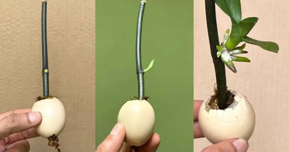 Este truco hace que las ramas y las plántulas crezcan rápidamente: no dejan de florecer.
