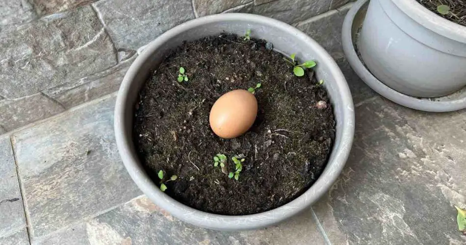 Enterrar un huevo en la tierra o en el jardín: qué sucede después de 10 días