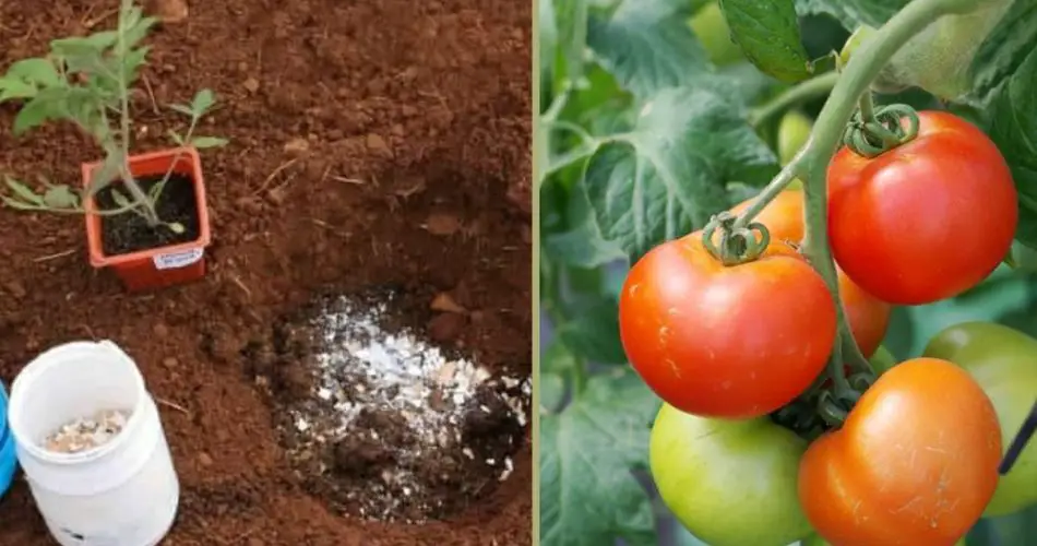 Añade estos 5 ingredientes a la tierra para cultivar rápidamente tomates impresionantes.