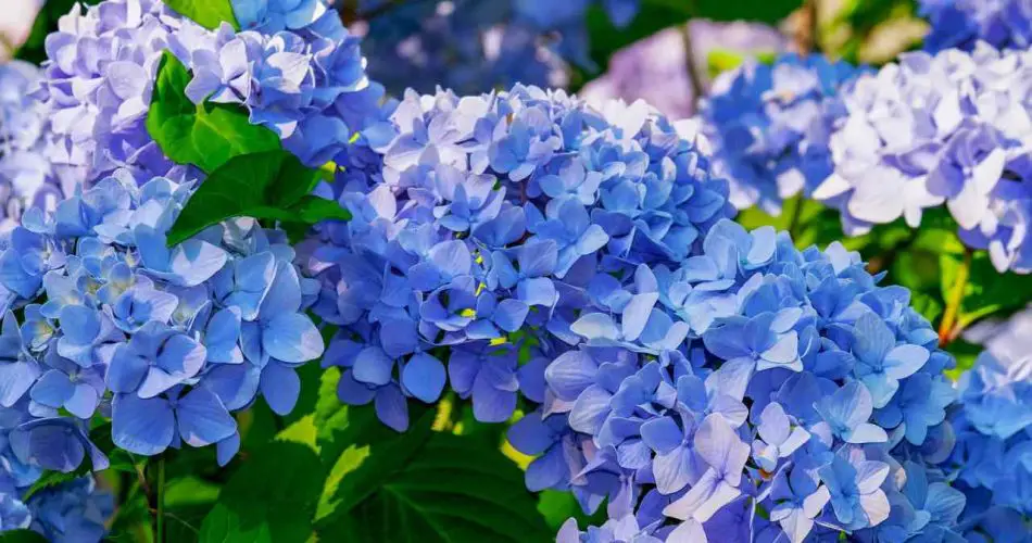 Hortensias, solo necesitas una taza para hacerlas azules: usa este truco mágico