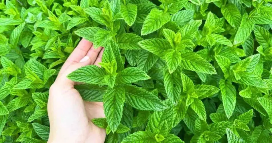 La menta siempre está fresca y exuberante, pero solo si la plantas en este lugar inesperado.