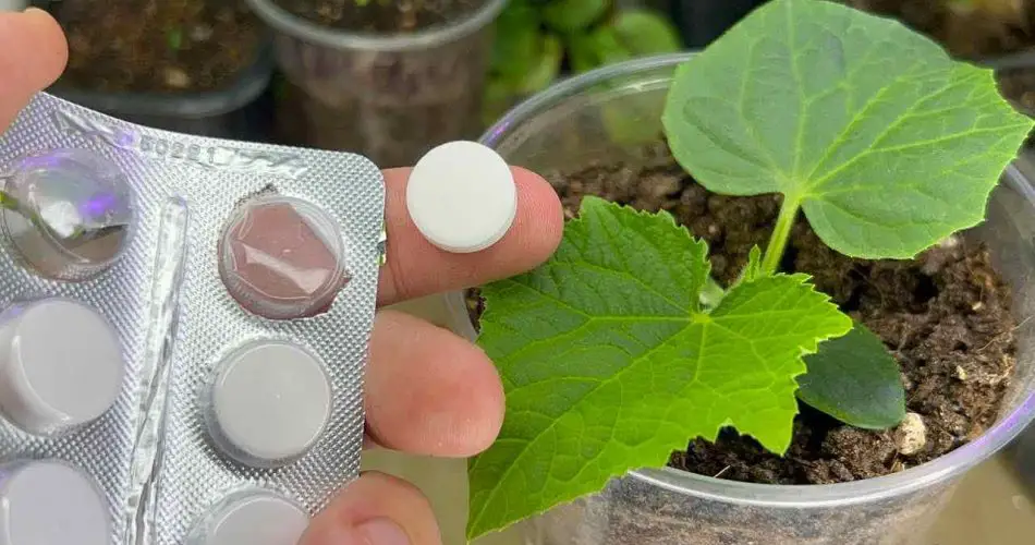 Con 1 tableta, cada planta de su jardín estará sana y exuberante.