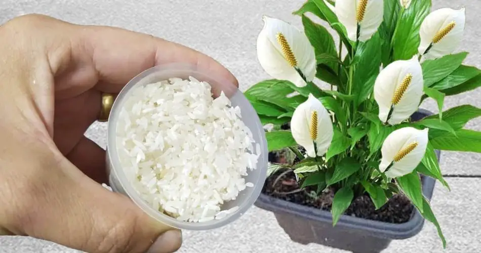 Con este fertilizante natural crecen el doble de flores en su jardín.