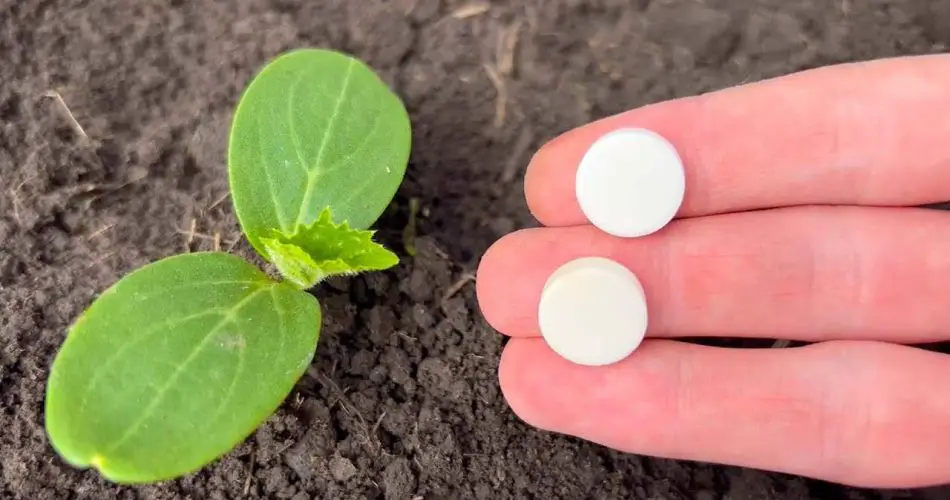 Con este método, incluso las verduras marchitas vuelven a crecer y no se enferman.