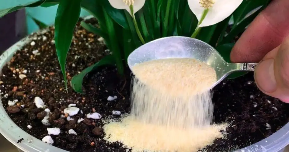 ¡Solo 1 cucharadita basta para que cualquier planta esté bonita, fértil, frondosa y saludable!