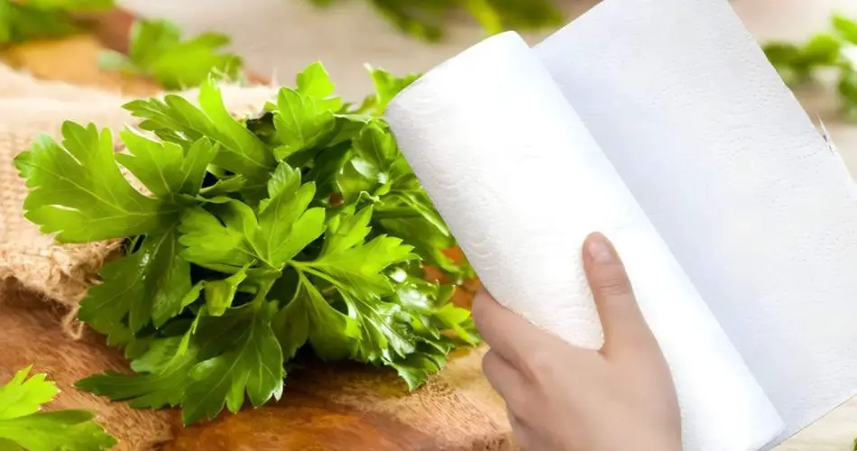 Perejil, el secreto del chef para que se conserve durante meses: ya no se pudre