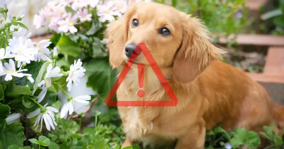 Plantas hermosas pero venenosas para perros y gatos. Compruebe si las tiene: la lista